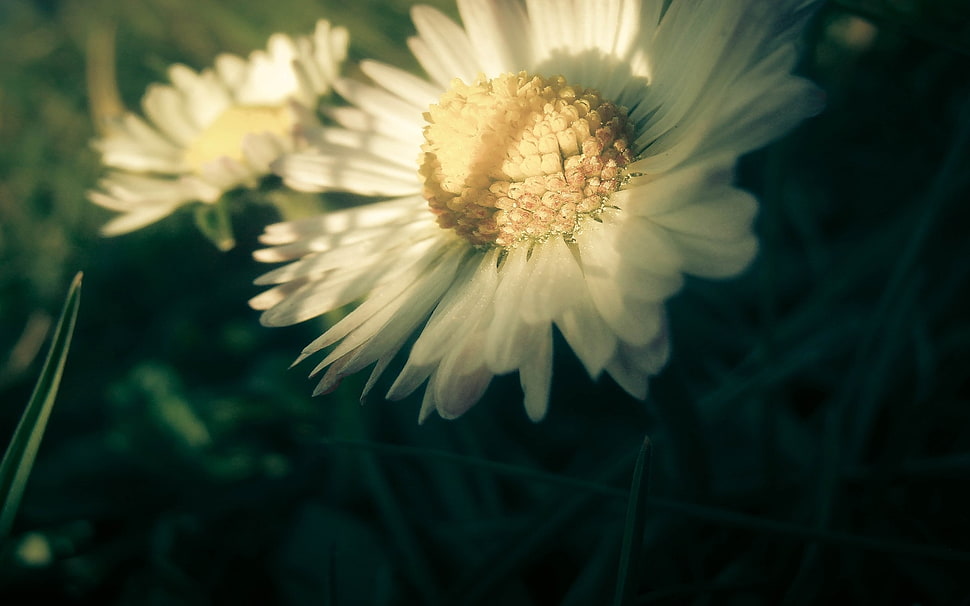 macro shot white daisy HD wallpaper