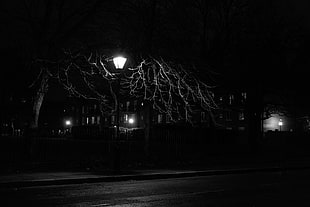 outdoor post, Lantern, Night, Tree