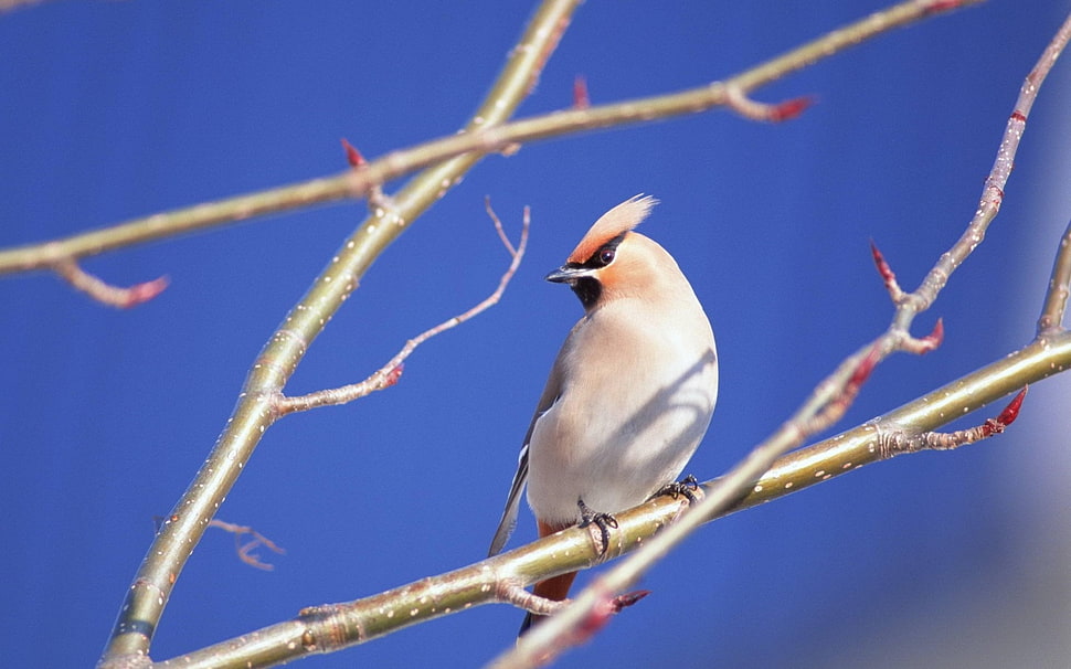 Cedar Waxwing perching on branch HD wallpaper