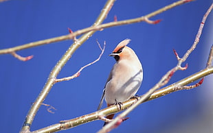 Cedar Waxwing perching on branch HD wallpaper
