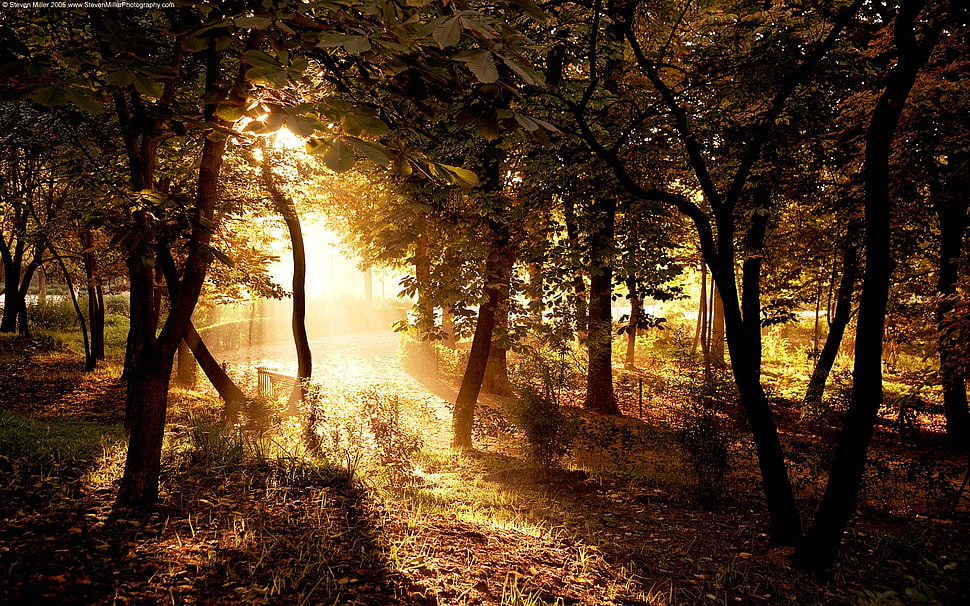 brown tree painting HD wallpaper