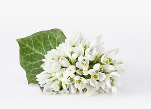 white and green cluster flowers closeup photography