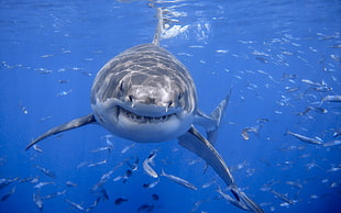 great white shark, animals, shark, sea