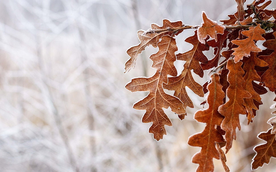 brown leaf tree, leaves, winter, ice HD wallpaper