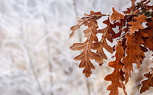 brown leaf tree, leaves, winter, ice