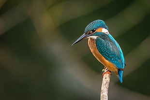 King Fisher on brown twig HD wallpaper