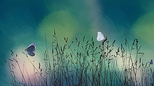 white and blue butterflies, artwork, nature, insect, butterfly