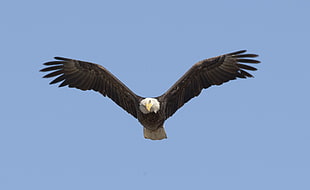 shallow focus photography of flying bald eagle during daytime
