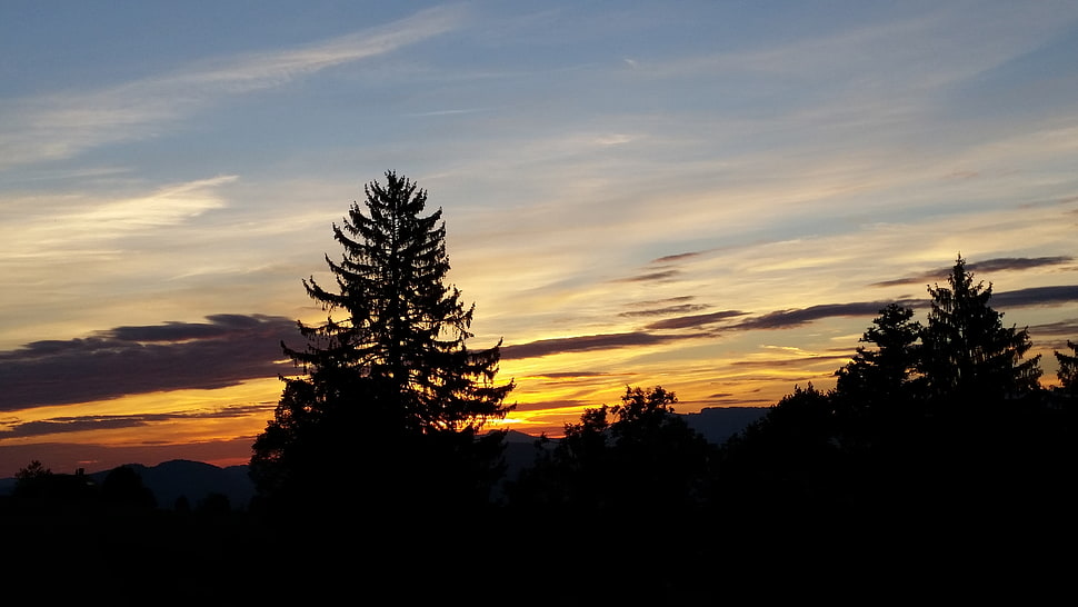 Pine trees photography HD wallpaper