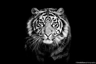 grayscale tiger photograph, animals, tiger, monochrome