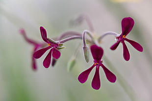 close up focus photo of purple-petaled flowers