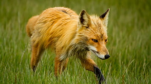 animal photography of brown fox