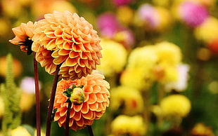 macro shot of yellow flowers