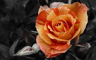 orange rose selective color photography