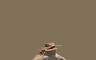 red reptile, reptiles, lizards, laughing, typography
