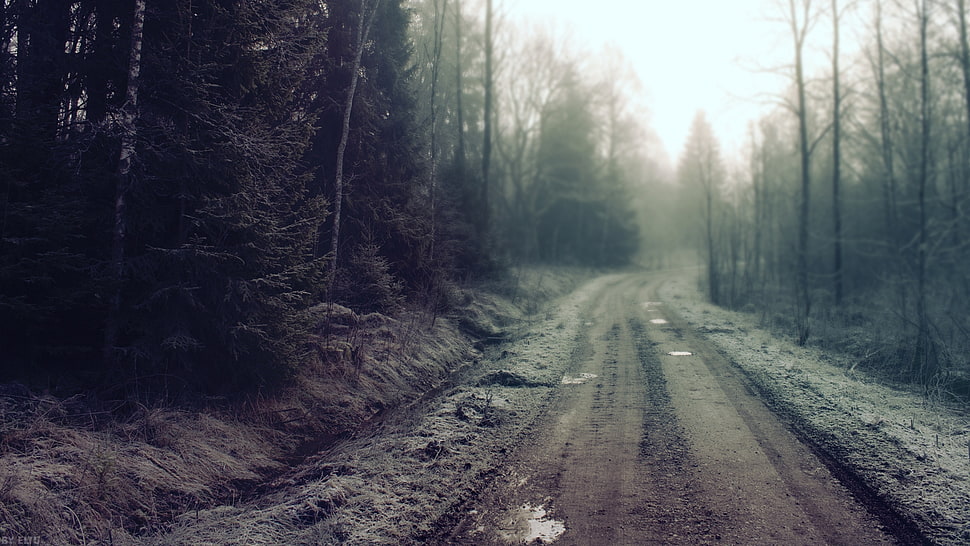 gray road in between of a forest HD wallpaper
