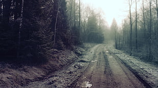 gray road in between of a forest