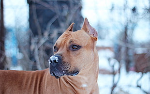 tan American Pit Bull Terrier on snow HD wallpaper