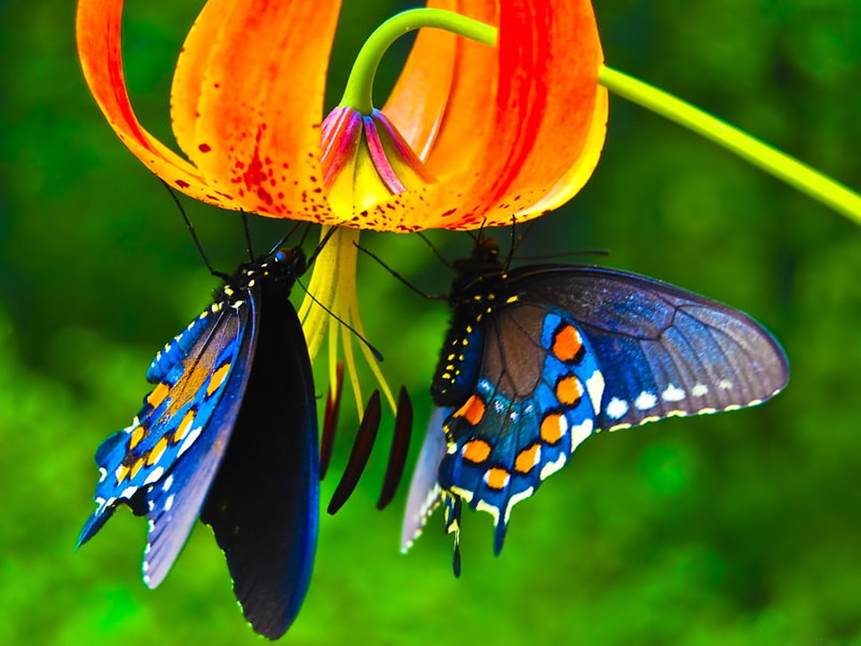 red fawn lily flower and two blue butterflies, butterfly, animals, flowers, insect HD wallpaper