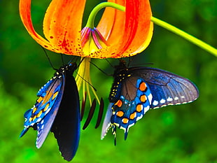 red fawn lily flower and two blue butterflies, butterfly, animals, flowers, insect HD wallpaper