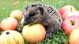 red apples, hedgehog, animals, food, apples HD wallpaper