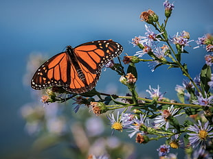 selective focus photography of monarch butterfly perched on white petaled flowers, caney fork, blue ridge parkway, asheville, north carolina HD wallpaper