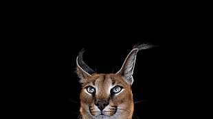 brown lynx cat, photography, mammals, cat, simple background HD wallpaper