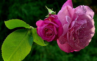 close up photo of pink rose during daytime