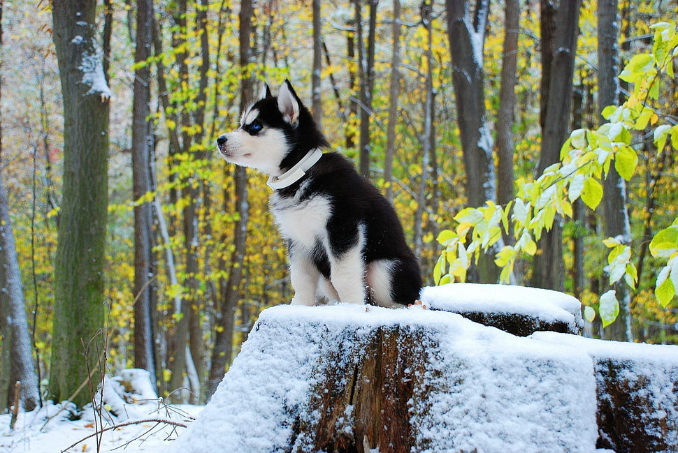 Siberian Husky sitting on rock covered by snow HD wallpaper