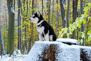 Siberian Husky sitting on rock covered by snow