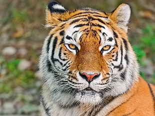 shallow focus of bengal tiger