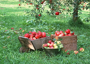 red apple fruits in wagon surrounding by green grass