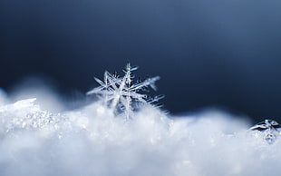 macro shot of snowflake HD wallpaper