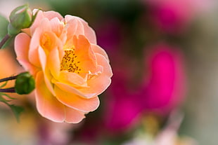 orange flower vie, rose