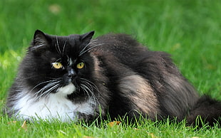 black and white long-fur cat lying on green grass field