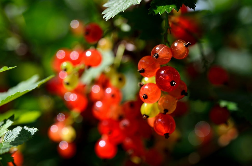 round red fruits, plants, macro, fruit HD wallpaper
