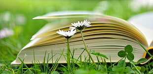 two white Daisy Flowers near opened book in focus photography during daytime