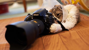 selective focus photography of cat using Nikon DSLR camera