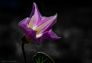 purple petal flower in selective color photography