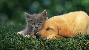 selective focus photo of grey kitten and yellow Labrador Retriever puppy