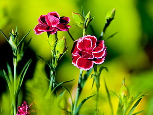 two red roses