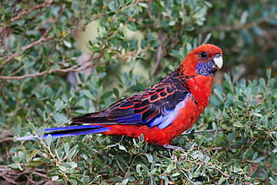 red, blue and black coated parakeet