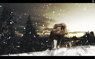 lion on snow, lion, snow, animals, landscape