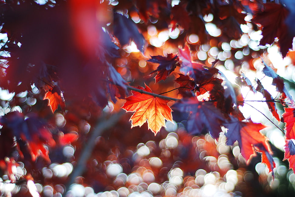 red and purple maple leaf photo HD wallpaper