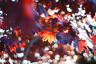 red and purple maple leaf photo