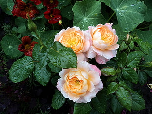 three pink-and-yellow flowers in between of green leaves