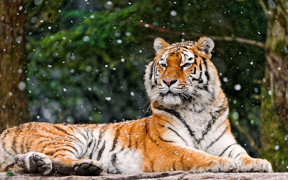 orange tiger HD wallpaper