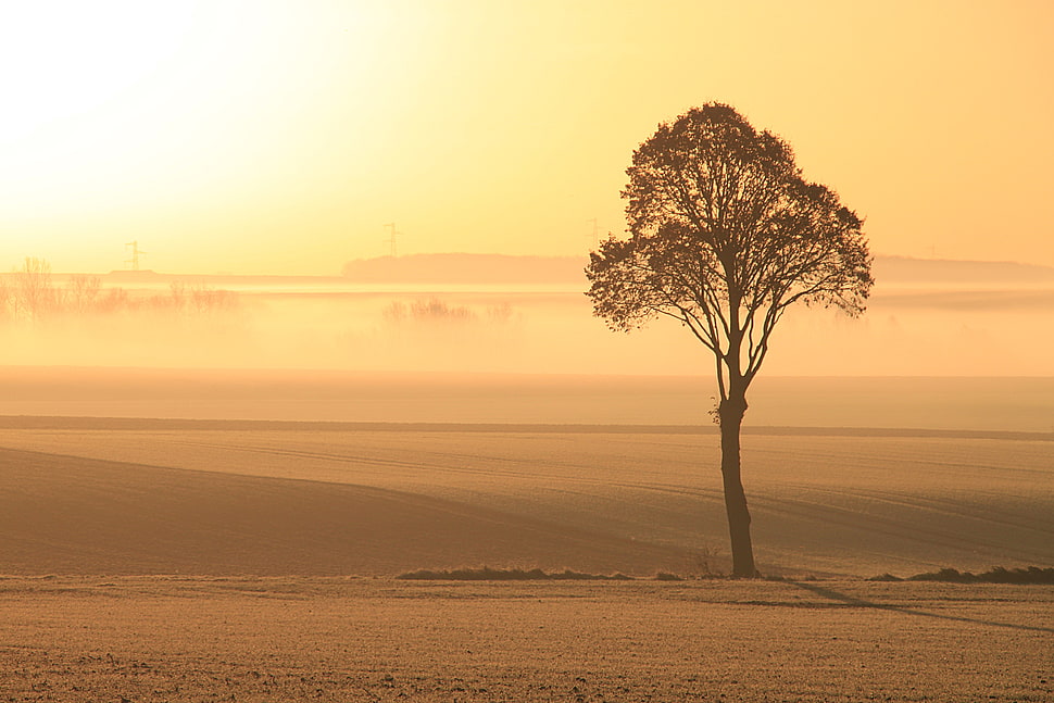 silhouette of tree in desert during sunset HD wallpaper
