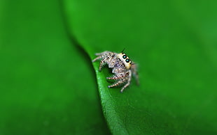 gray and yellow spider, spider, Jumping Spider, animals, insect