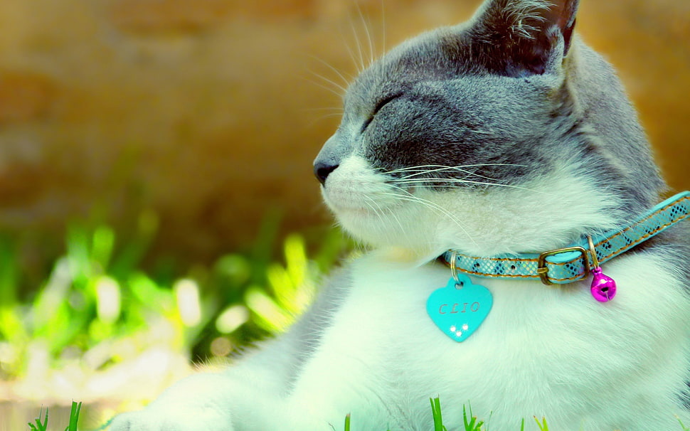 gray and white cat wearing cyan collar HD wallpaper